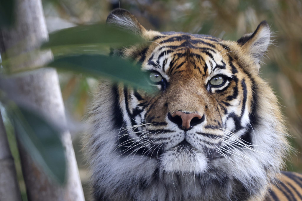 Two Tigers At The Fort Wayne Children's Zoo Test Positive For COVID-19 - Vimarsana News