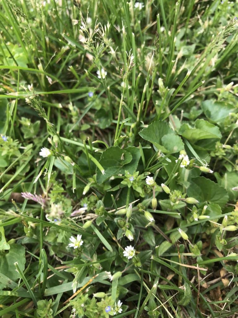 Getting Rid of Chickweed And Other Winter Annuals - Vimarsana News