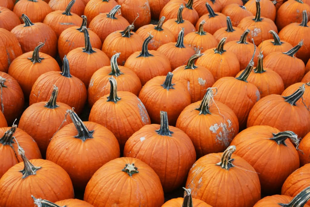 Fall at Anderson Orchard - Vimarsana News