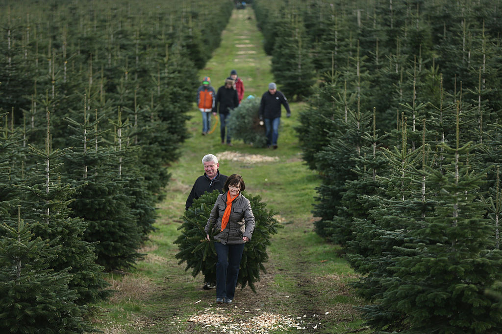 Christmas Tree Supply "Tight" For Some Farmers This Holiday Season - Vimarsana News