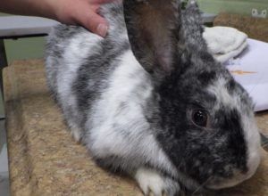 A rabbit abandoned on Indy's east side.