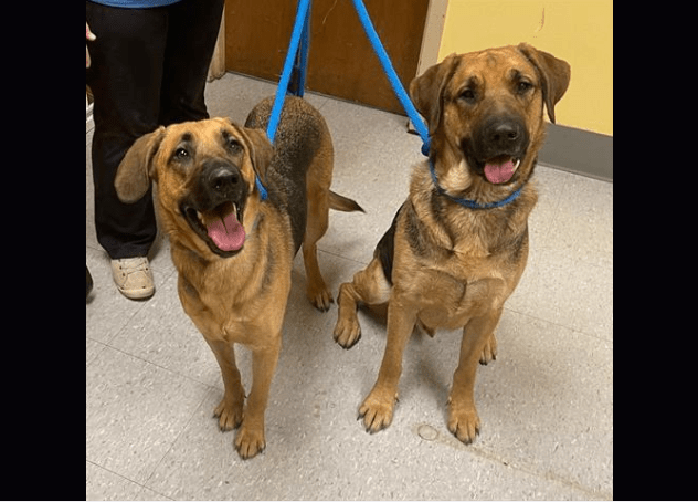 Indy Animal Care Services Hopes to Find Holiday Homes for Pets - Vimarsana News