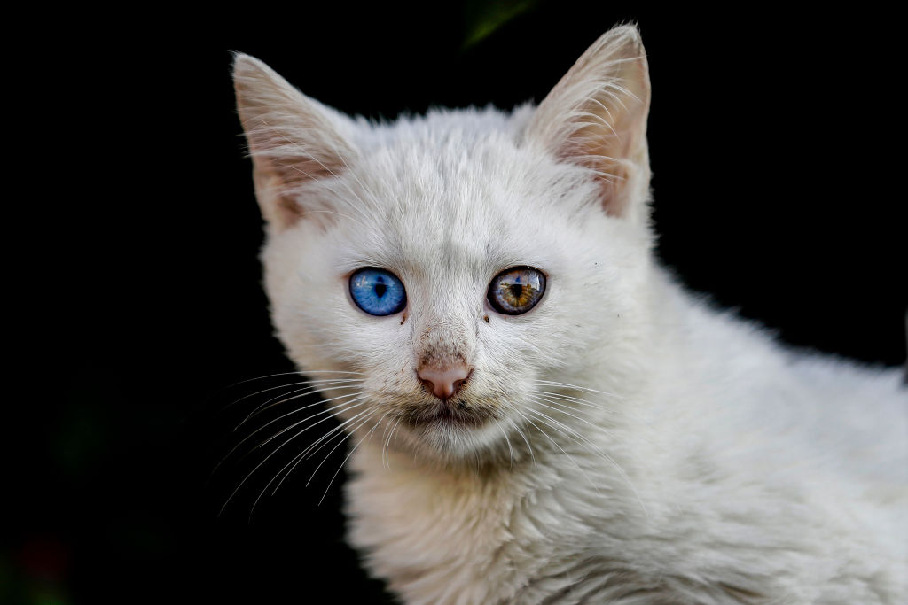 How You Can Help Stray Animals Find Their Homes Ahead of Holiday Fireworks - Vimarsana News