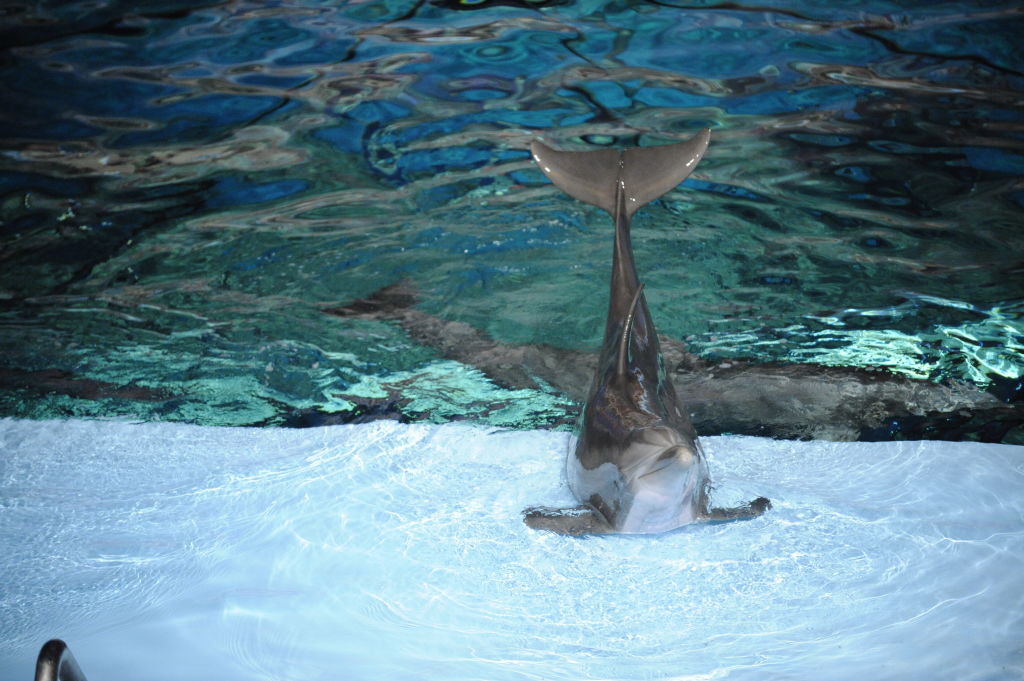How You Can Get Free Admission to the Indianapolis Zoo on Monday - Vimarsana News