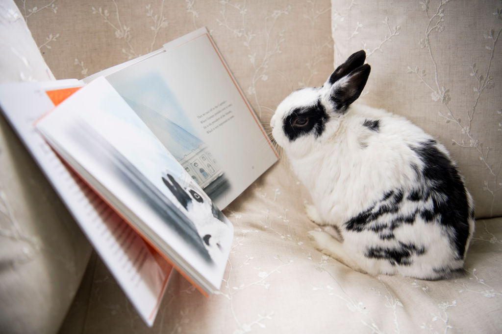 Marlon Bundo, Pence Family Rabbit, Dies - Vimarsana News