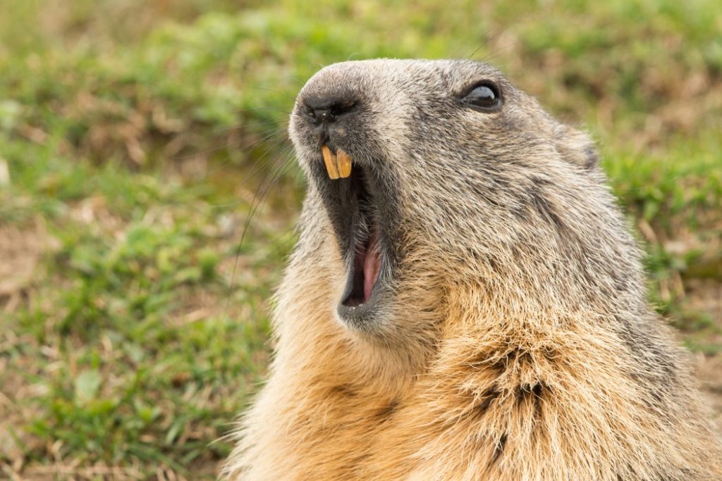 Here's The Brutal Truth About Groundhog Day - Vimarsana News