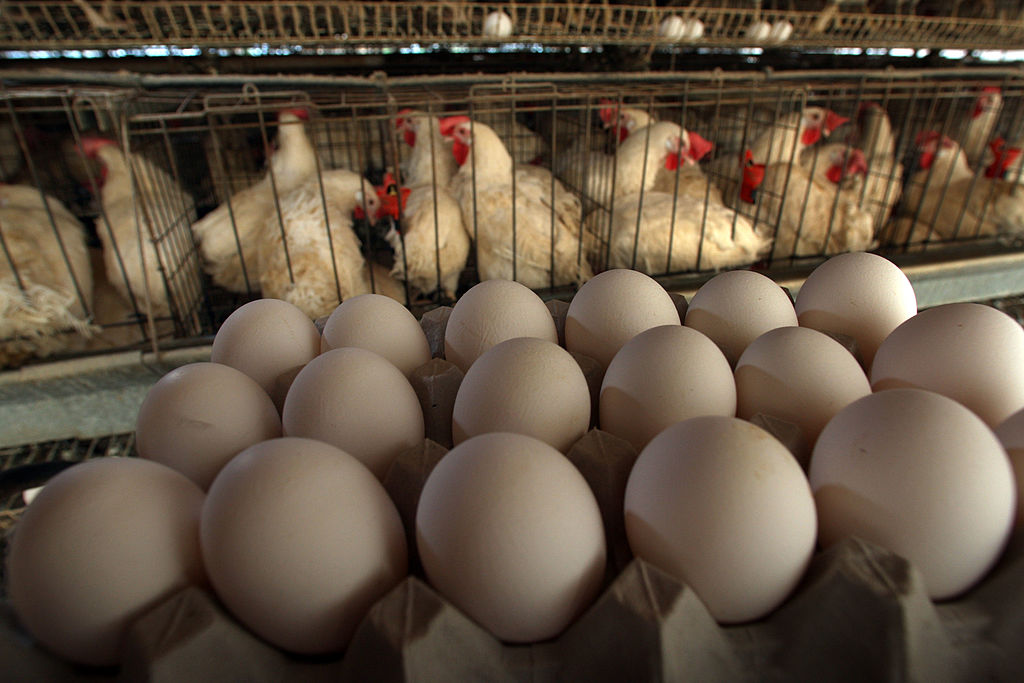 Rare Virus Infecting A Few Chicken Farms In Northern Indiana - Vimarsana News