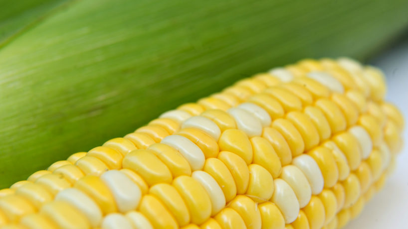 bright yellow ear of corn