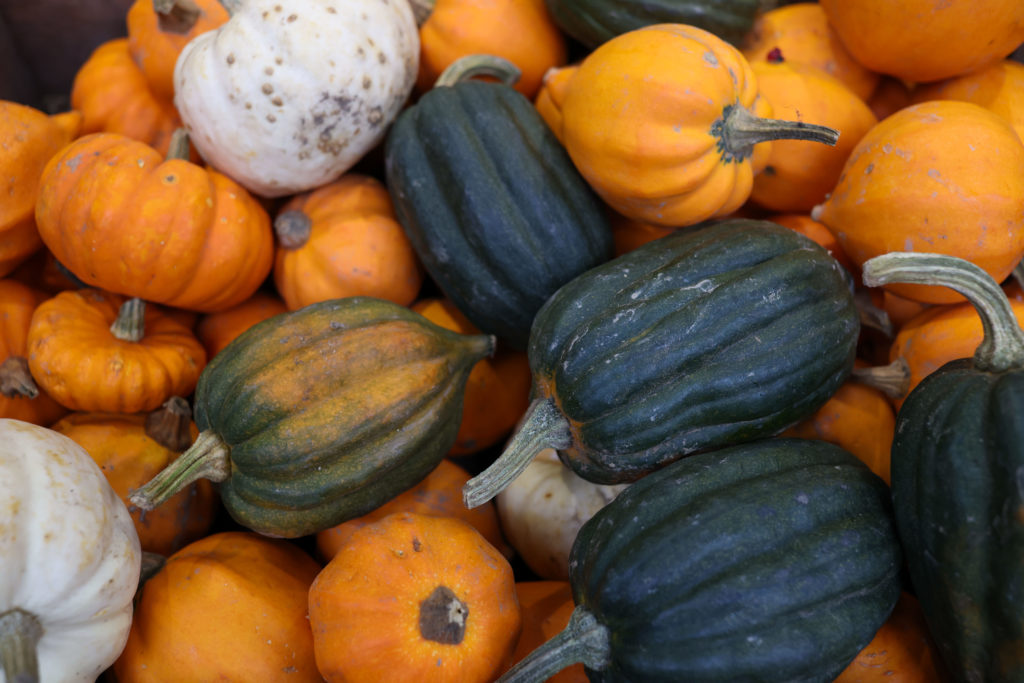 pile of milti-colored pumpkins