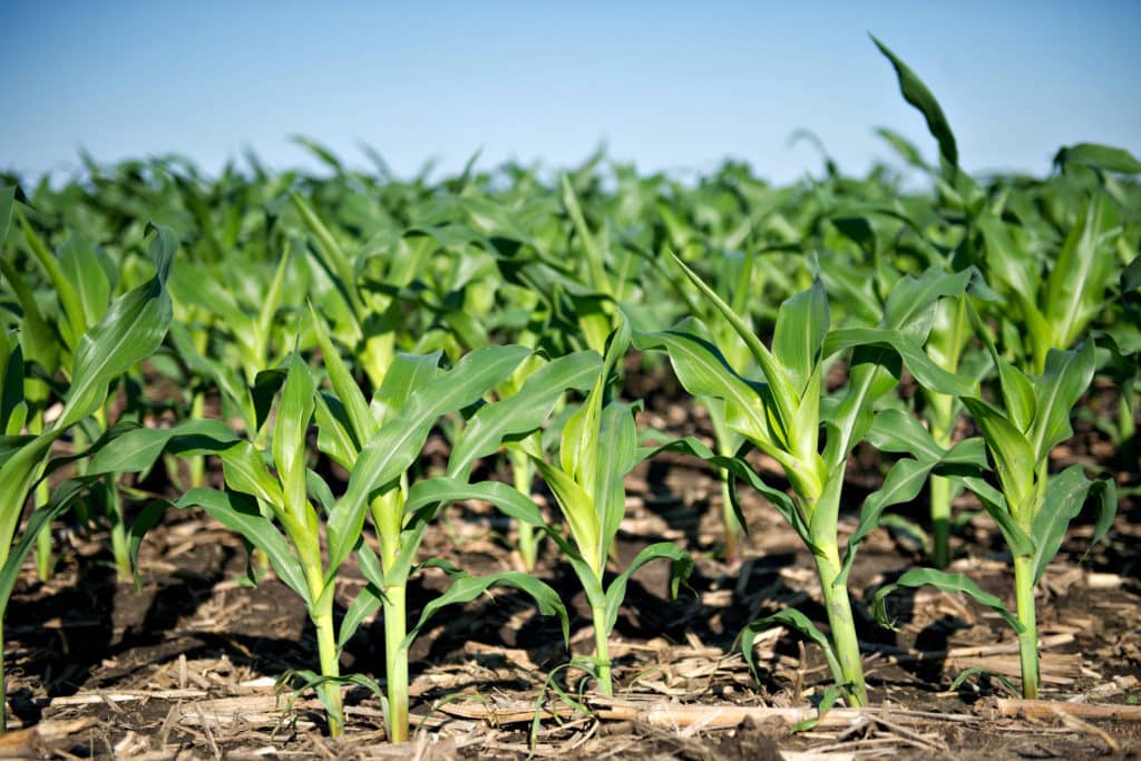 field of corn