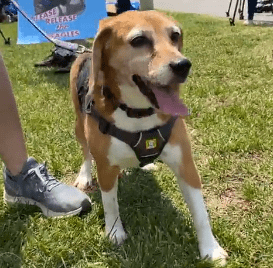 A beagle on a leash