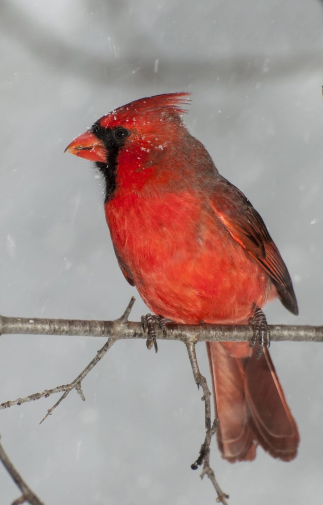 A Northern Cardinal sitting on a branch in a winter snow storm.