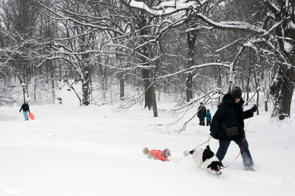 A person walks dogs following a major snowstorm