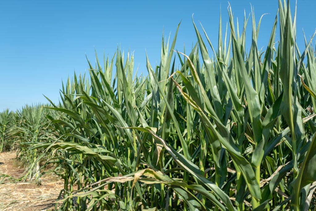 A-Mazin' Indiana Corn Maze Nominated For Best In The Country - Vimarsana News