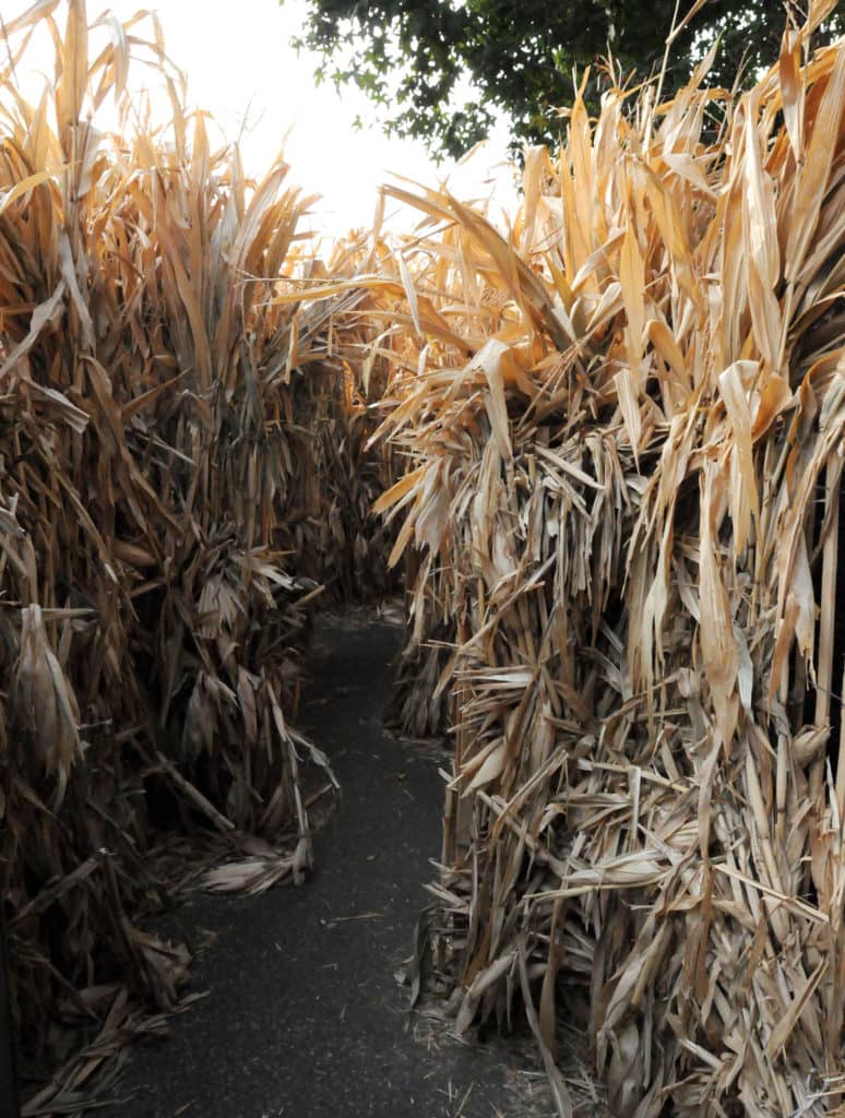 Atmosphere in Cornstalkers Maze at Knott's Scary Farm