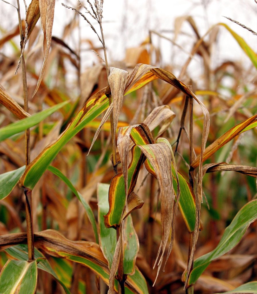 Corn stalks are seen on a farm