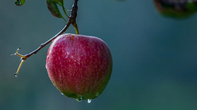 A fresh apple is pictured at an orchard