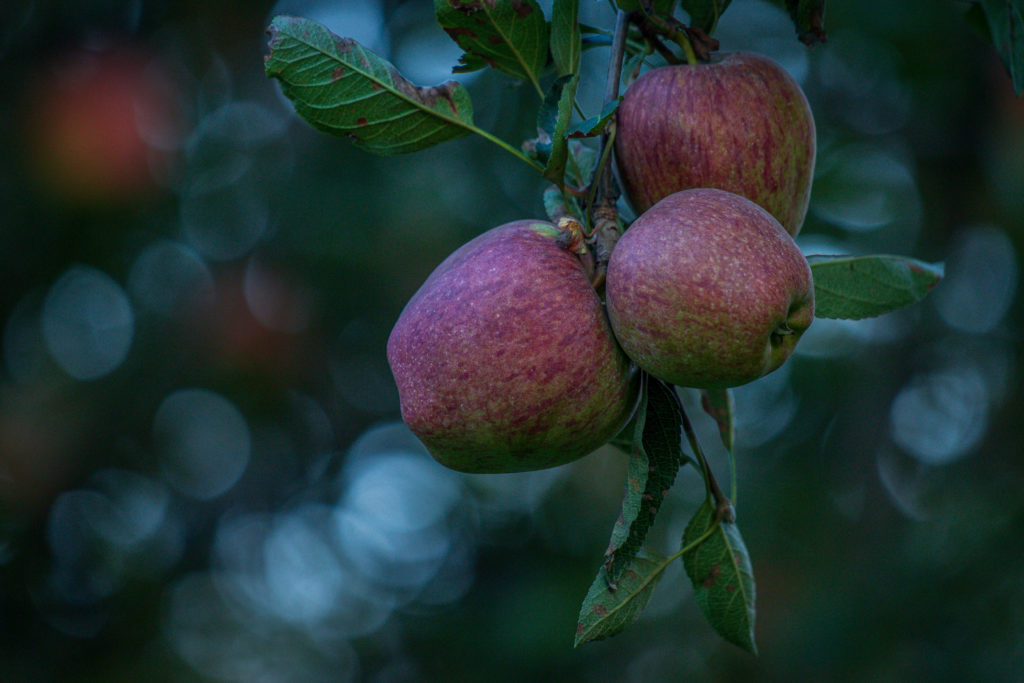 Fresh apples are pictured on branches at an orchard