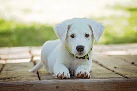 while puppy