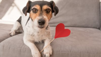 Jack Russell Terrier dog. Lovable dog is holding a heart to the Valentine's Day in the mouth