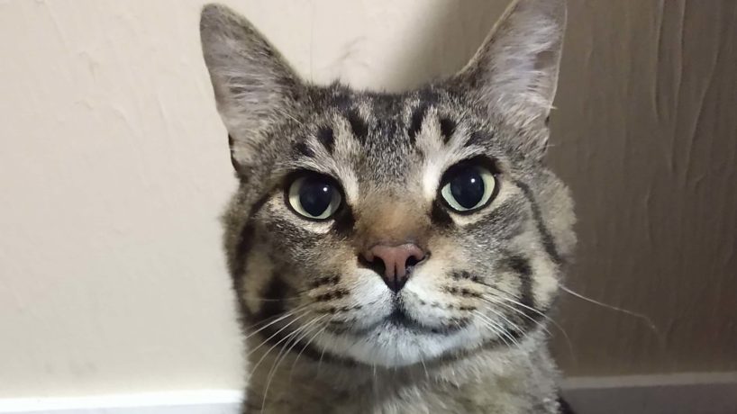 Chef the Adoptable Cat