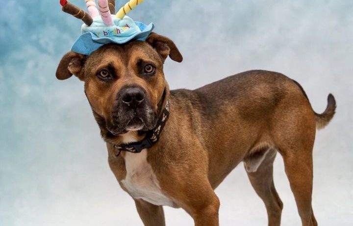 Mace Windu , adoptable dog