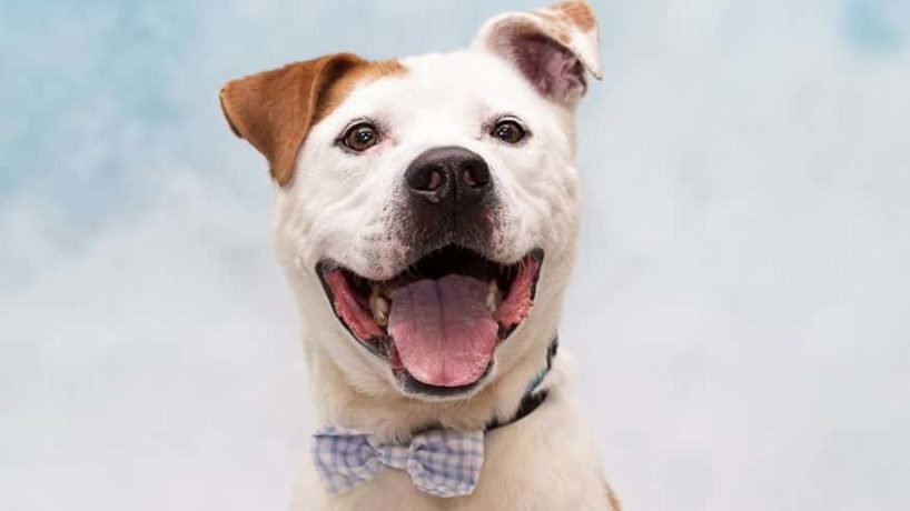 Adoptable Dog, Bean!