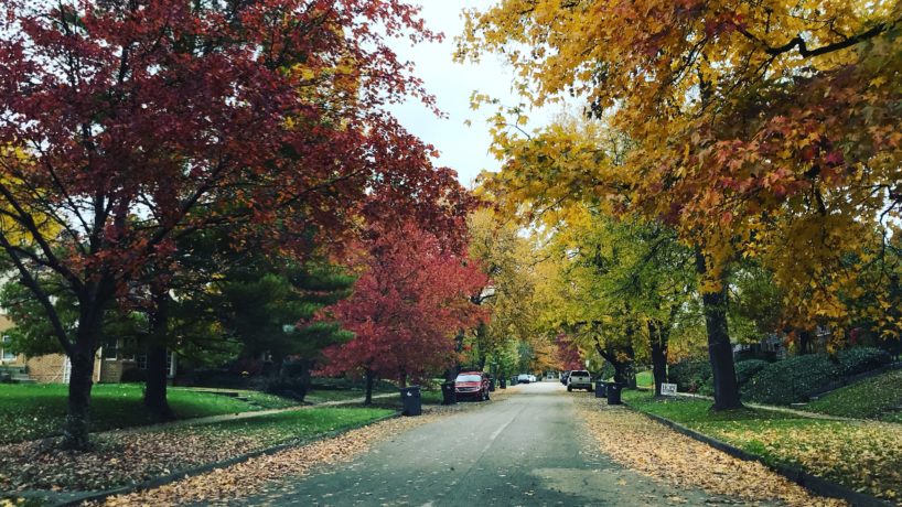 A neighborhood street filled with trees