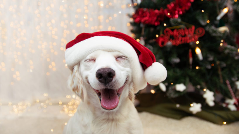 Happy puppy dog celebrating christmas with a red santa claus hat and smiling expression.