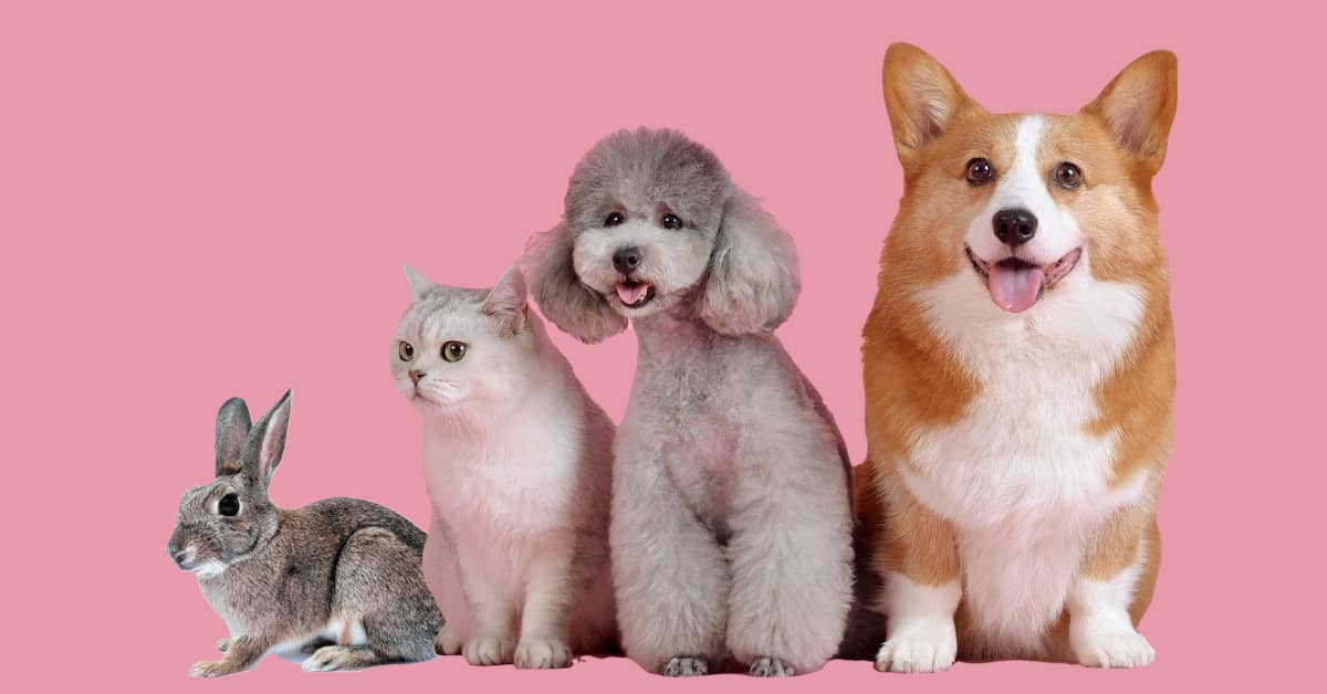 Find Which Type of Pet is Your Perfect Match [Quiz] B105.7