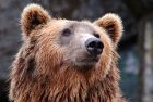 animal-bear-brown-bear-35435-jpg