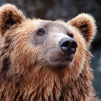 animal-bear-brown-bear-35435-jpg