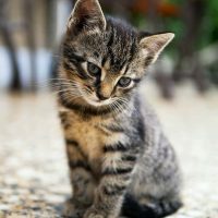 kitten-jpg