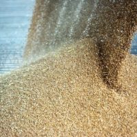 grains-cereal-at-a-agricultural-silo