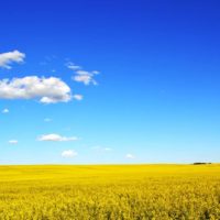 canola-jpg