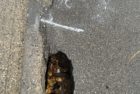 thumbnail_img_6805