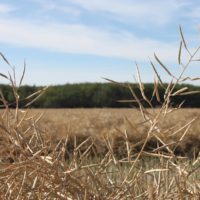 wheat