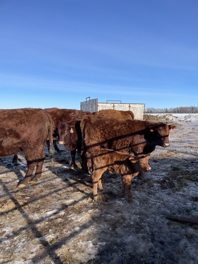 Second payment statement available from 2021 CanadaAlberta Livestock