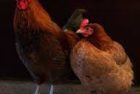 chicken