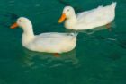 duck-g100cb7f43_1920-jpg