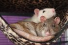 new-study-shows-rats-c