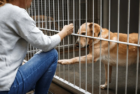 stock-animal-shelter