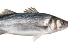 stock-image-fish