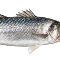 stock-image-fish