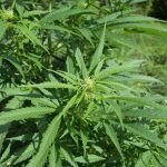 hemp-cannabis