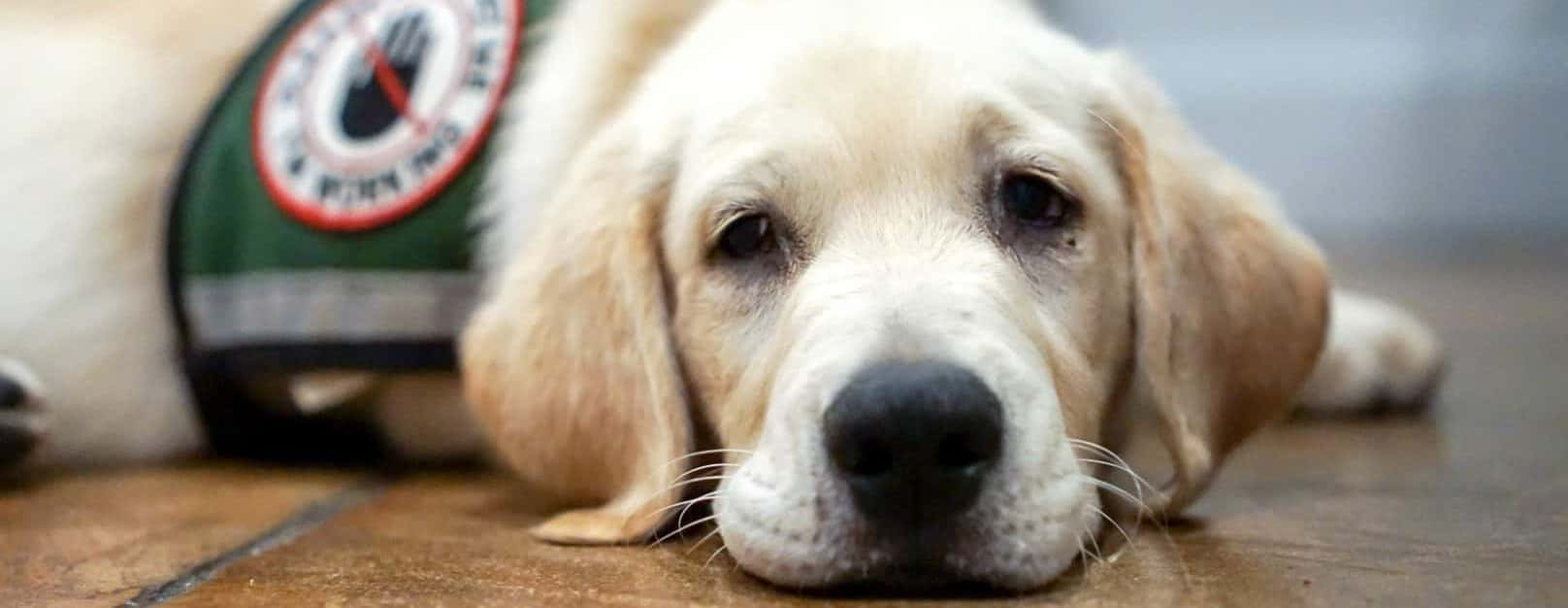 service_dog_in_training_resting