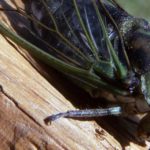 cicada-cropped