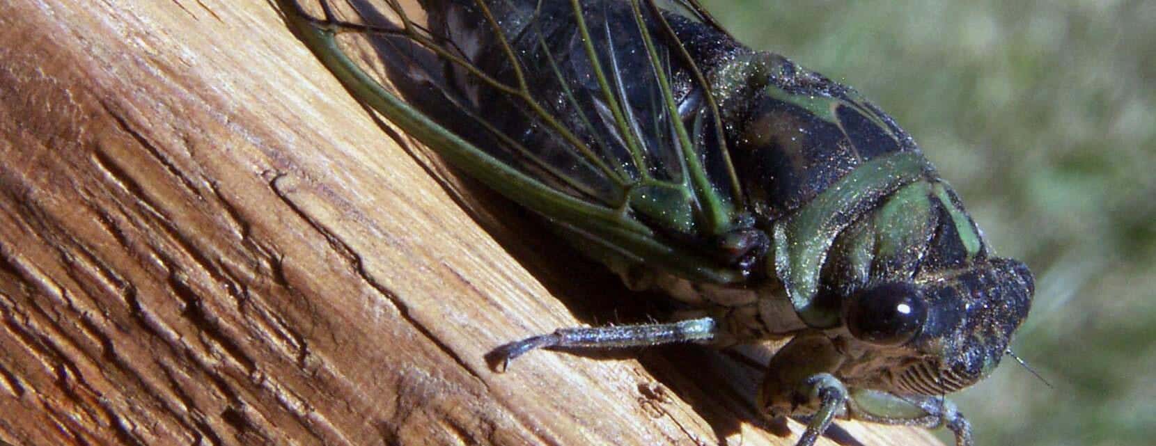 Cicadas emerging throughout Illinois, but 2024 will be worse