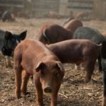 pigs_in_hoop_house_polyface_farm-cropped