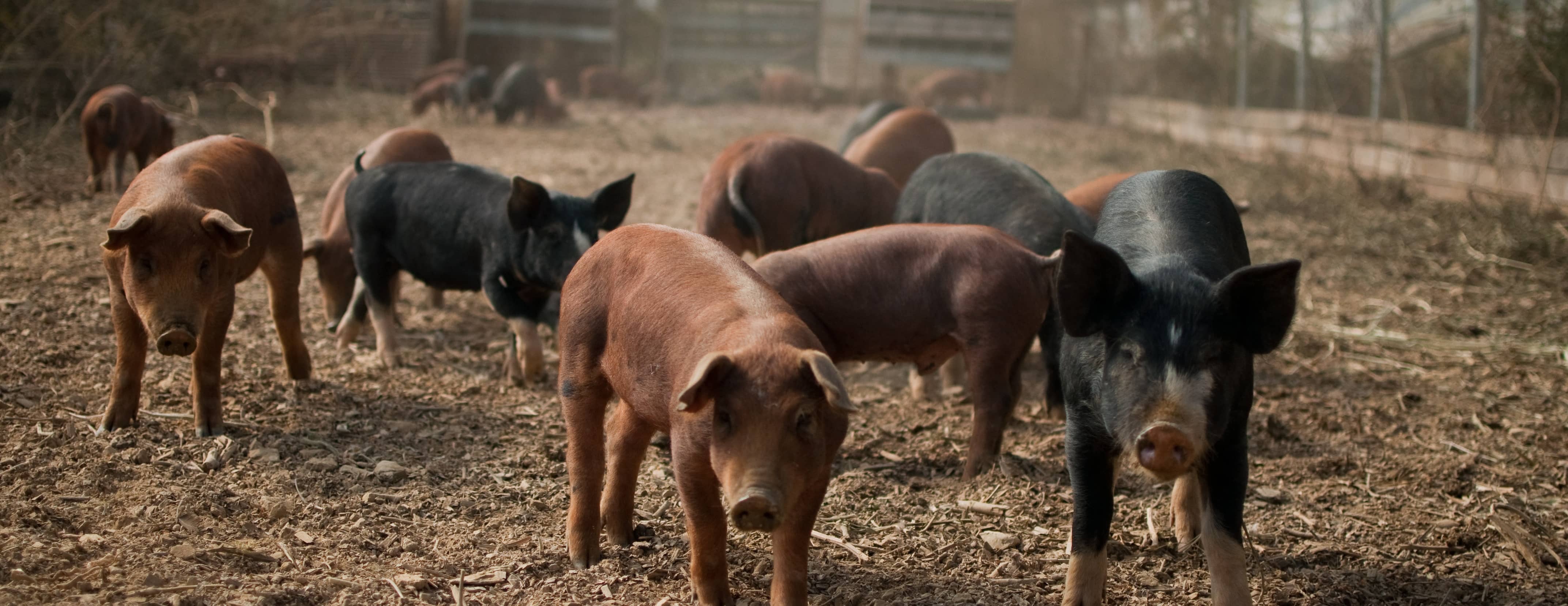 pigs_in_hoop_house_polyface_farm-cropped